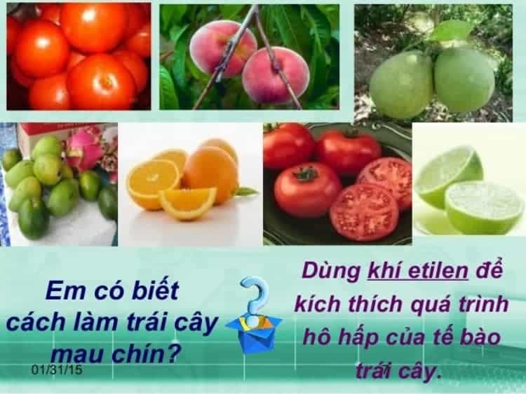 Tác dụng của etilen đối với quá trình chín trái cây