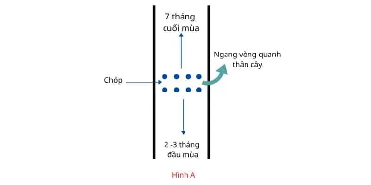 Tăng năng suất cạo mủ cao su bằng cách sử dụng khí Ethylene