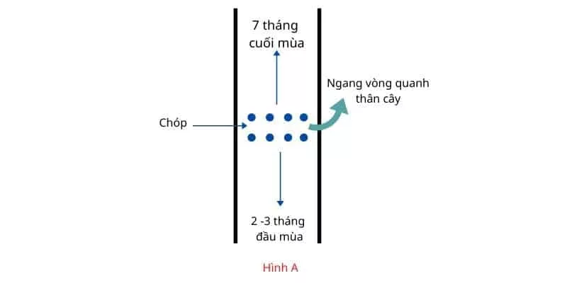 Kỹ thuật áp dụng khí Ethylene cạo mủ cao su: hiệu quả vượt trội