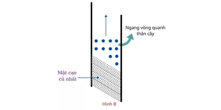 Tăng năng suất cạo mủ cao su bằng cách sử dụng khí Ethylene