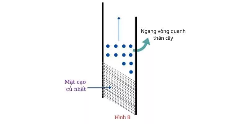 Kỹ thuật áp dụng khí Ethylene cạo mủ cao su: hiệu quả vượt trội