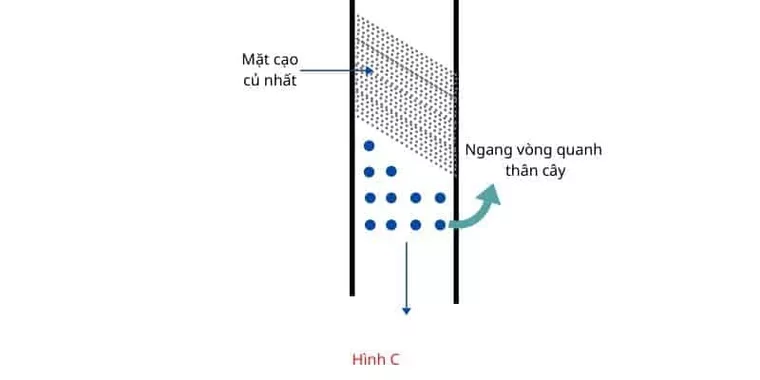 Tăng năng suất cạo mủ cao su bằng cách sử dụng khí Ethylene